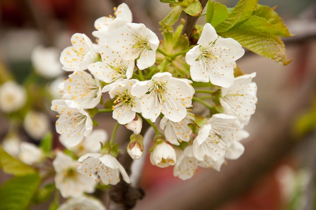 Cherry flower during spring bloom 2