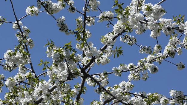 Cherry flowers against blue sky