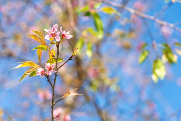 Cherry flowers blooming with blue sky