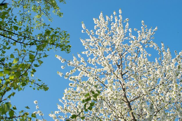 Cherry Flowers on Blue Sky Background