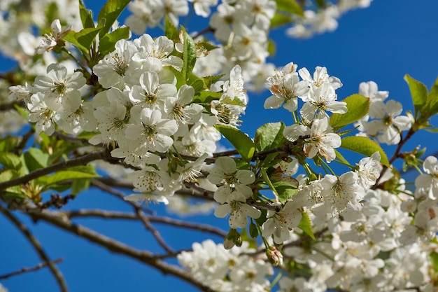 Cherry flowers on a blue sky background