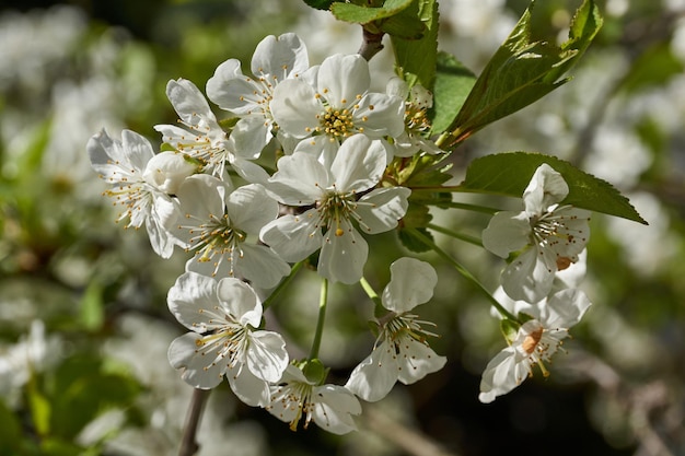 Cherry flowers Cherry blossoms in the garden