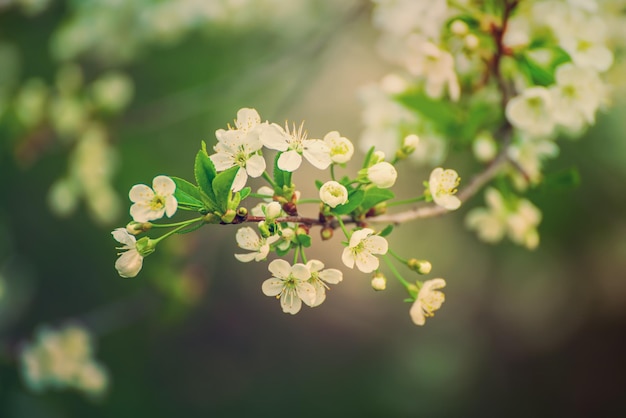 Cherry flowers frame