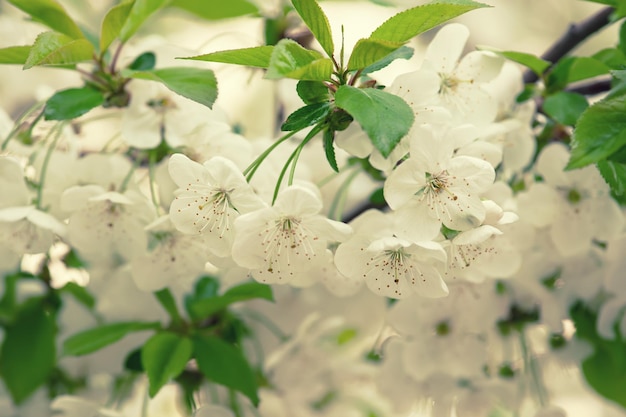 Cherry flowers frame