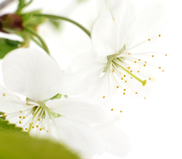 Cherry flowers isolated