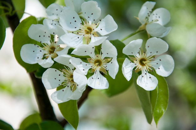 Cherry flowers in macro view 1