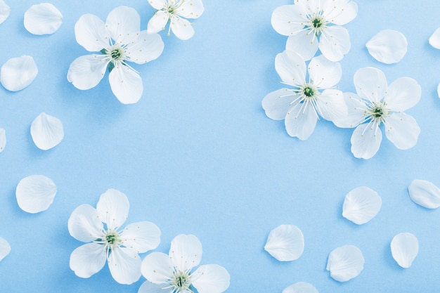 Cherry flowers on paper background