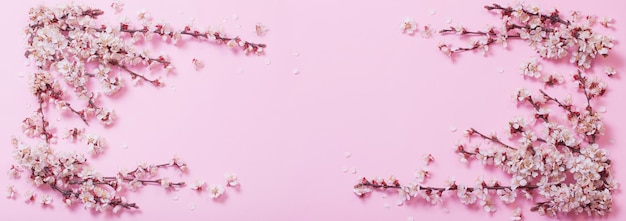 Cherry flowers on pink paper background