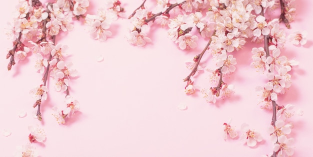 Cherry flowers on pink paper