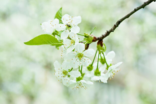 Cherry flowers