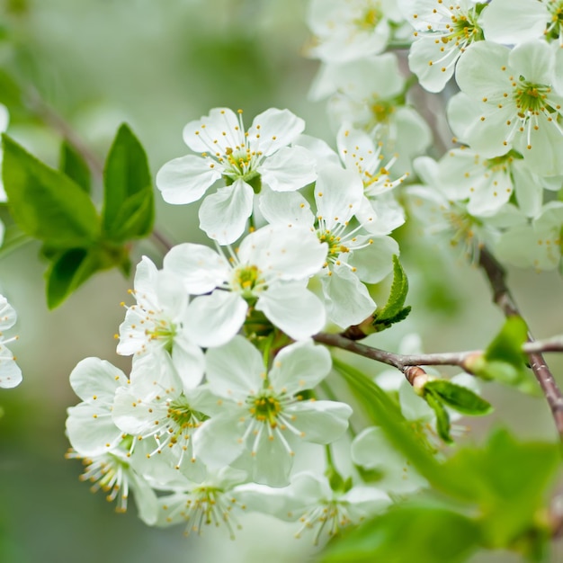 Cherry flowers