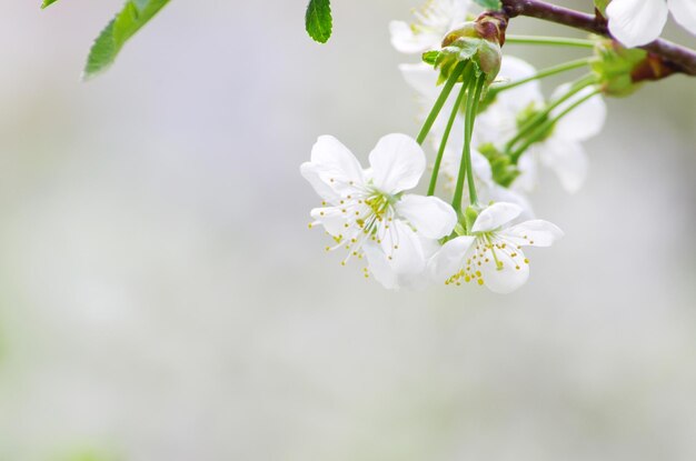 Cherry flowers