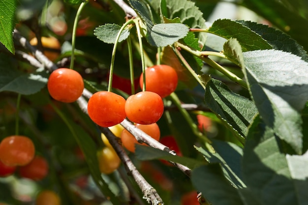 Cherry fruits on a background of blue sky and green leaves. The cherry is ripening in the garden.