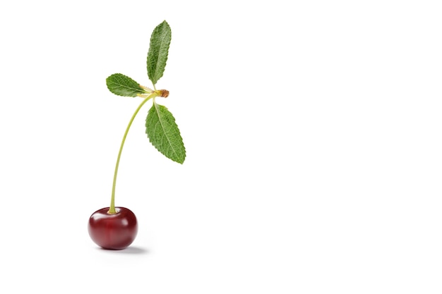 Cherry isolated on white background Isolated cherry with fresh leaves clipping path