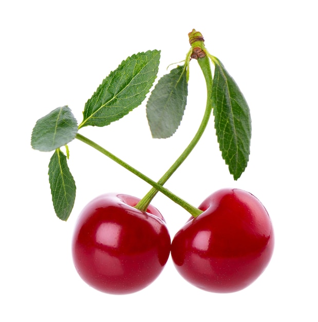 Cherry isolated on white background Red ripe berry of sweet cherry Clipping path