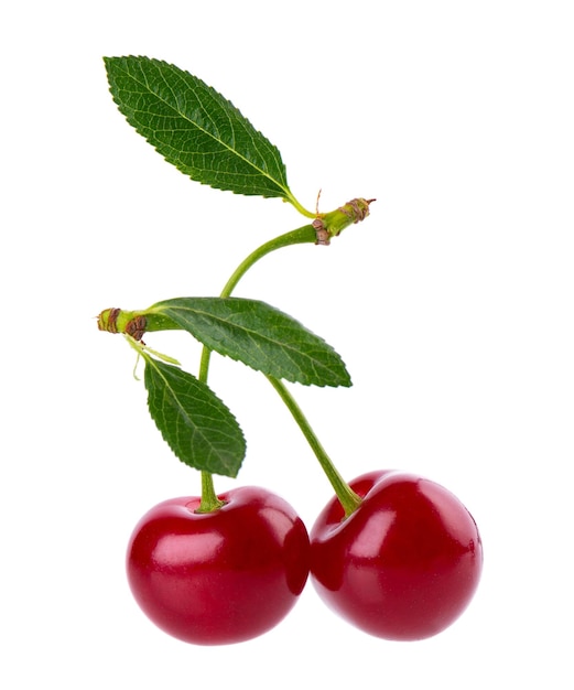 Cherry isolated on white background red ripe berry of sweet cherry clipping path