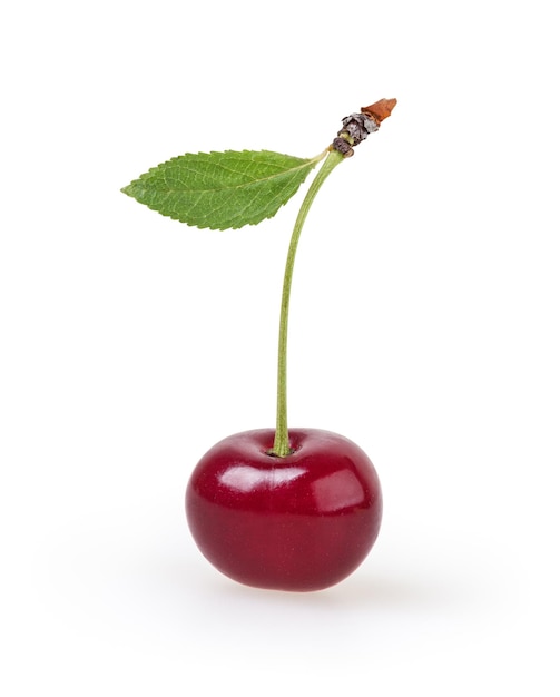 Cherry isolated on white background with clipping path