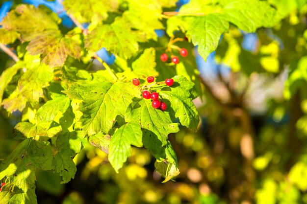 Cherry leaf background