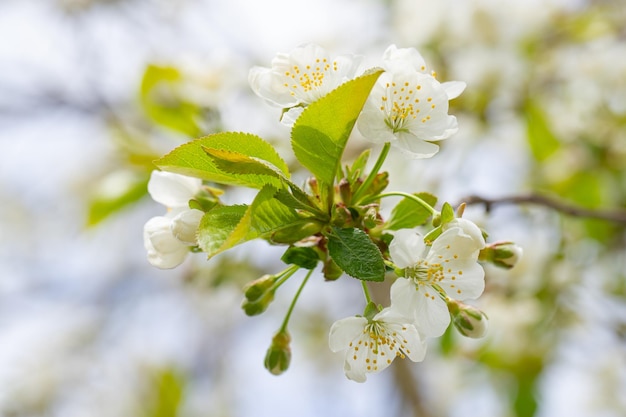 cherry and pear branch with white flowers and leaves on a blue sky background