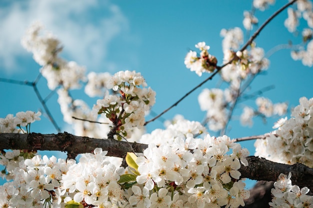 Cherry plum flowers close up with pink petals and on a branch