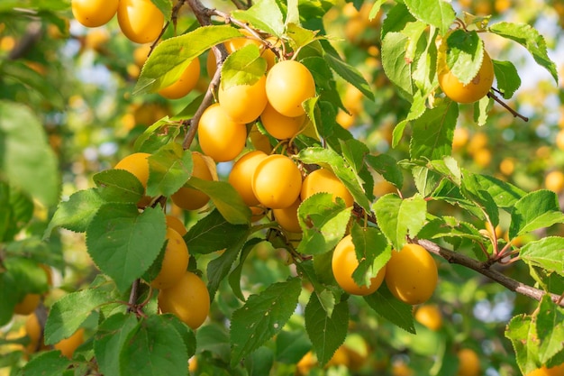 Cherry plum fruits on a tree branch fruit treeyellow plums