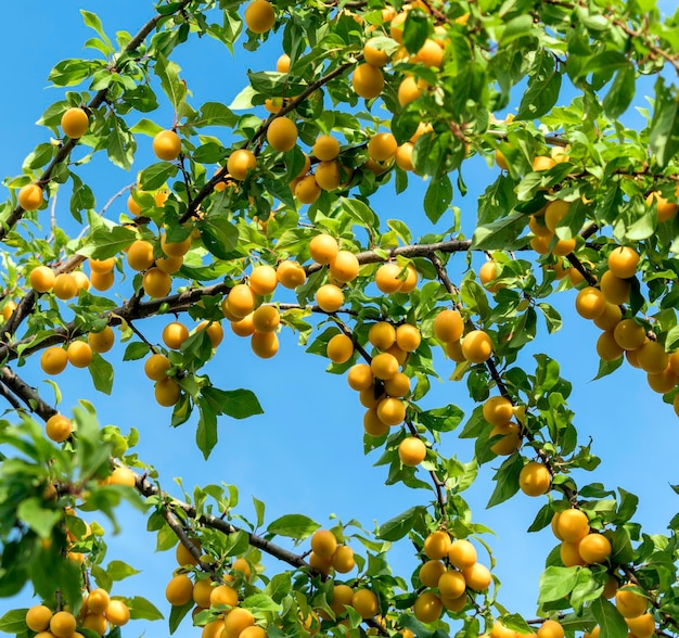 Cherry plum fruits on a tree branch fruit treeyellow plums