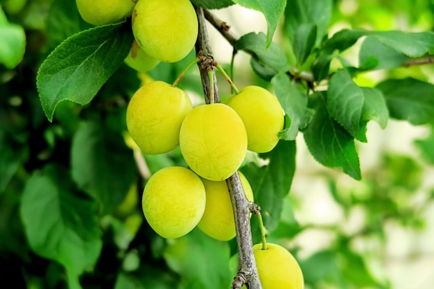 cherry plum grows and ripens on a branch of a plum tree. plum cultivation concept