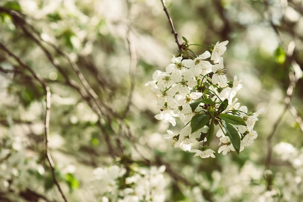 Cherry spring flowers