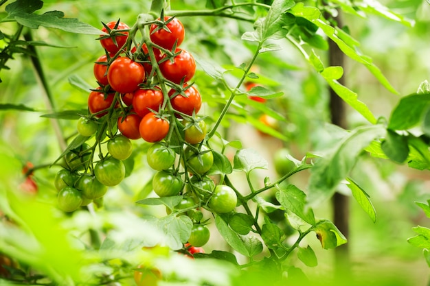 Cherry tomato branch in greenhouse