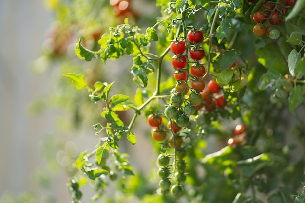 Cherry tomato fruits hanging from green bush growing inside greenhouse or on farmer39s plantation