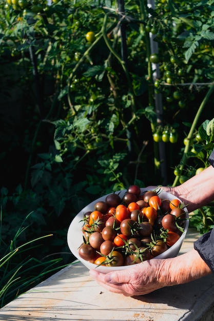 Cherry tomatoes abundant harvest solanum lycopersicum