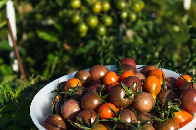 Cherry tomatoes abundant harvest solanum lycopersicum