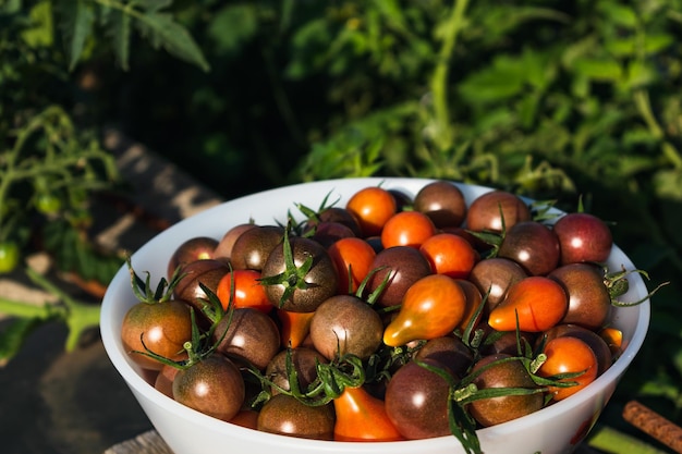 Cherry tomatoes abundant harvest solanum lycopersicum