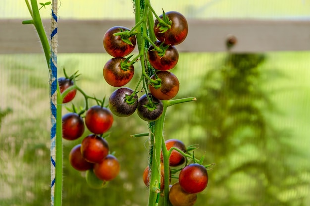 Cherry tomatoes on a branch in the greenhouse.