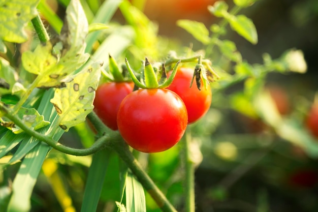 Cherry Tomatoes in the garden farm