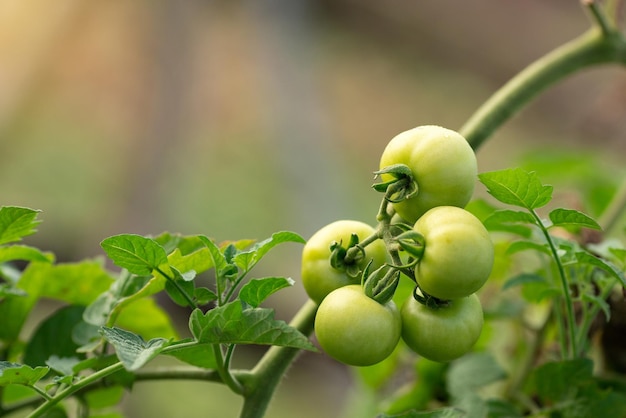 Cherry Tomatoes, Organic Cherry Tomatoes