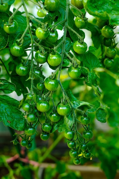 Cherry tomatoes ripening on the vine in a greenhouse