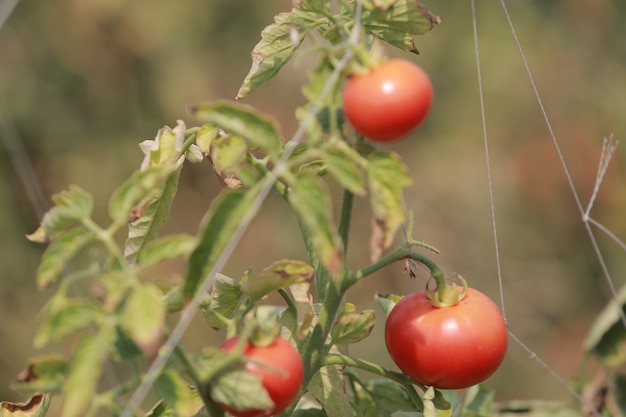 Cherry Tomatos harvest season in Cambodia