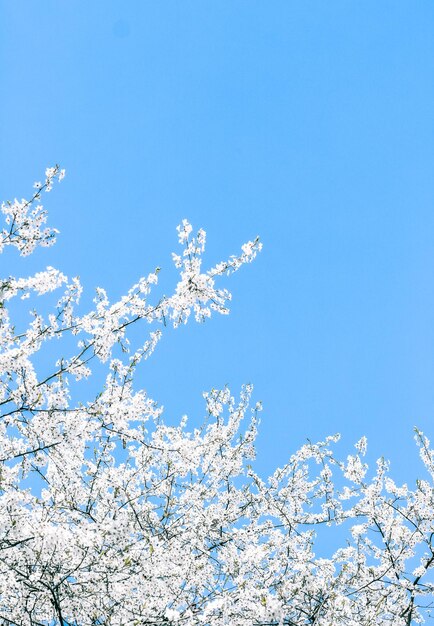 Cherry tree blossom and blue sky white flowers as nature background