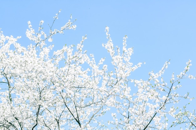 Cherry tree blossom and blue sky white flowers as nature background