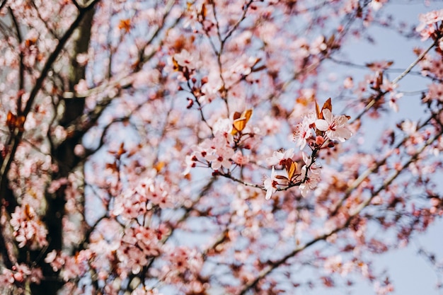 cherry tree blossom in spring