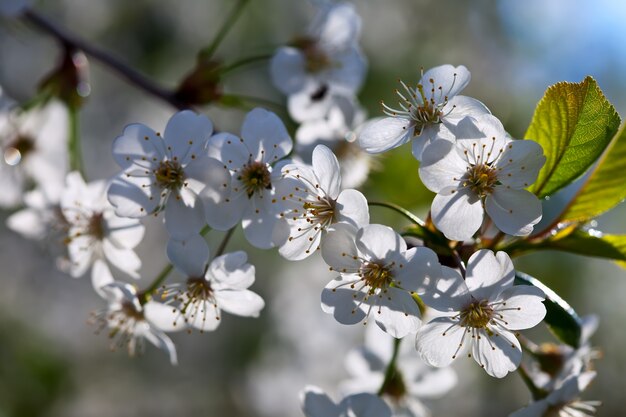 cherry tree branch in spring