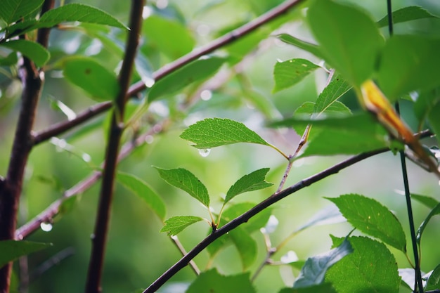 Cherry tree branches with green leaves