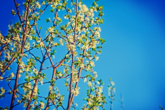 Cherry tree flowers instagram stile