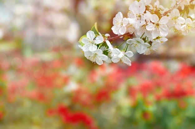 Cherry tree flowers with green foliage. Spring background.