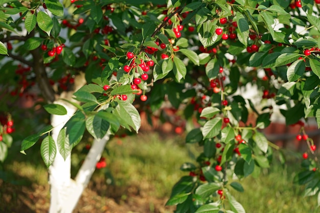 Cherry tree in the garden Photo of beautiful cherry trees with cherries in the garden