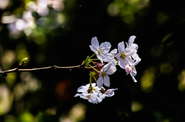 Cherry tree  spring flowers  trunk tree  cherry flower