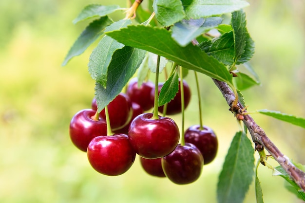 Cherry tree in the sunny garden