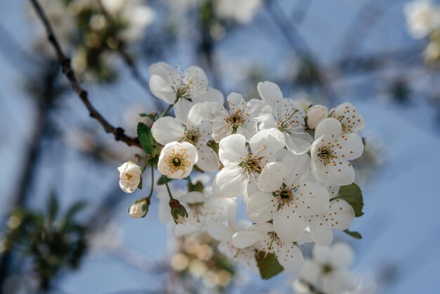 Cherry tree with white blossoms in early spring