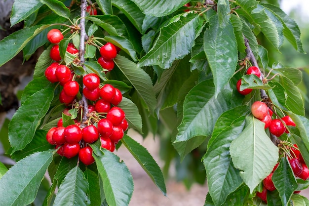 Cherry with leaf and stalk. Cherries with leaves and stalks.